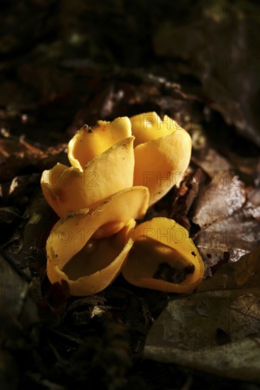 Beecherlinge in the forest, autumn time, Germany