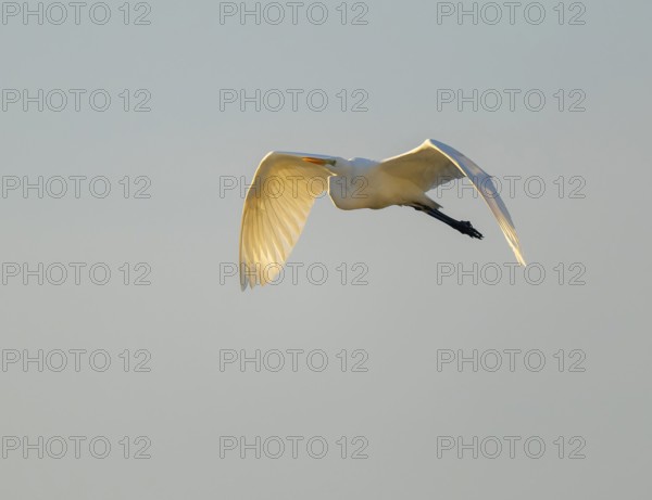 Great egret (Ardea alba) in flight, in warm, orange morning light, Lower Saxony, Germany