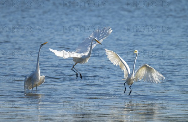Great egret (Ardea alba), three herons fighting in the shallow water zone of a lake, dispute, blue water, Lower Saxony, Germany
