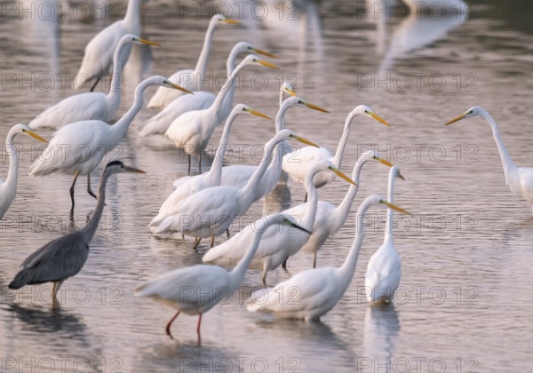 Great egret (Ardea alba), many herons and a gray heron (Ardea cinerea) stand in the shallow water zone of a lake, reddish colored water from early morning light, Lower Saxony, Germany