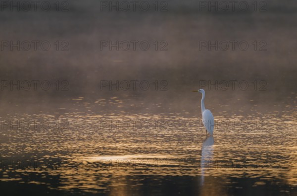 Great egret (Ardea alba) stands in warm, orange morning light in the shallow water zone of a lake, clouds of fog over the water, Lower Saxony, Germany