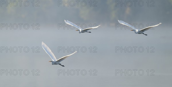 Great egret (Ardea alba), three herons flying over a lake in warm, orange morning light, Lower Saxony, Germany