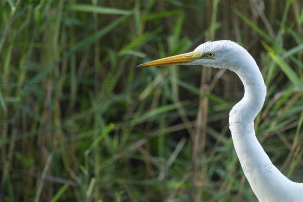 Great egret (Ardea alba), portrait, Lower Saxony, Germany
