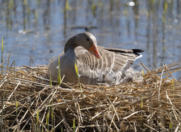 Grey goose (Anser anser) sitting on the nest and breeding, blue water, Lower Saxony, Germany