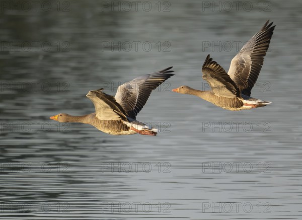 Grey goose (Anser anser), two gray geese flying over a body of water in early warm morning light, Lower Saxony, Germany