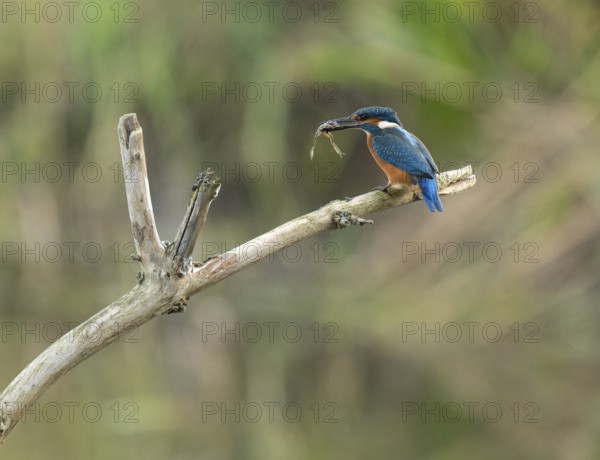 Kingfisher (Alcedo atthis) sitting on a branch, sitting room, with captured prey frog (Rana) in its beak, Lower Saxony, Germany