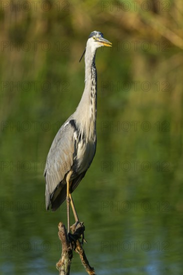 Grey heron (Ardea cinerea) stands on a dead branch on a lake, Lower Saxony, Germany