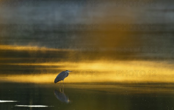 Grey heron (Ardea cinerea) stands in warm, orange morning light in the shallow water zone of a lake, clouds of fog over the water, Lower Saxony, Germany