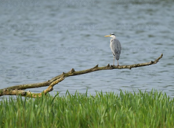 Grey heron (Ardea cinerea) stands on a dead branch on a lake, Lower Saxony, Germany