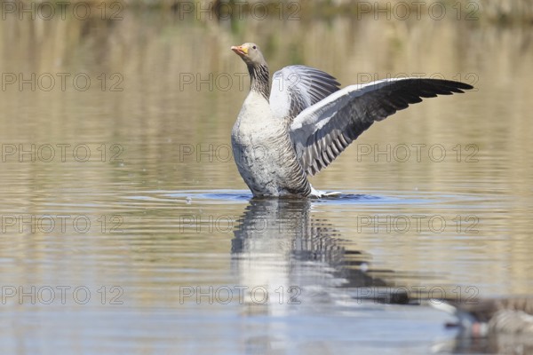 Greylag goose (Anser anser), flapping its wings on a pond, Wagbachniederung nature reserve, Waghäusel, Baden-Württemberg, Germany