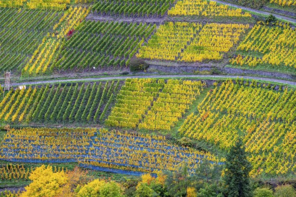 Vineyards in autumn in the central Ahr valley, near Altenahr, Rhineland-Palatinate