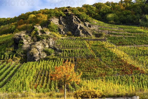 Vineyards in autumn in the central Ahr valley, near Altenahr, Rhineland-Palatinate