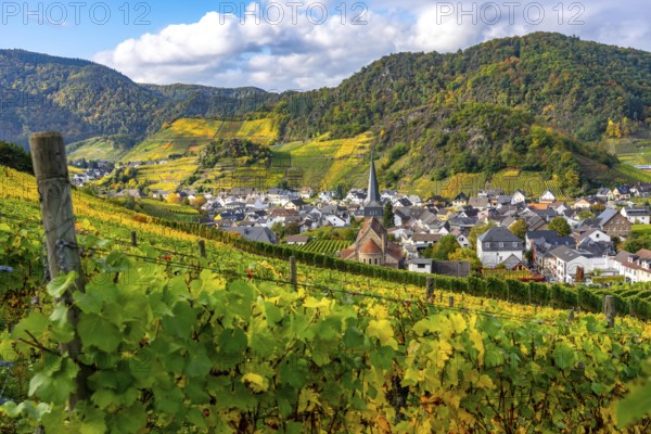 Vineyards in autumn in the central Ahr valley, near Mayschoß, Rhineland-Palatinate