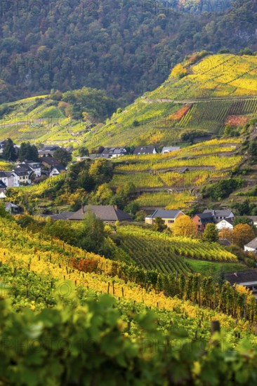 Vineyards in autumn in the central Ahr valley, near Mayschoß, Rhineland-Palatinate