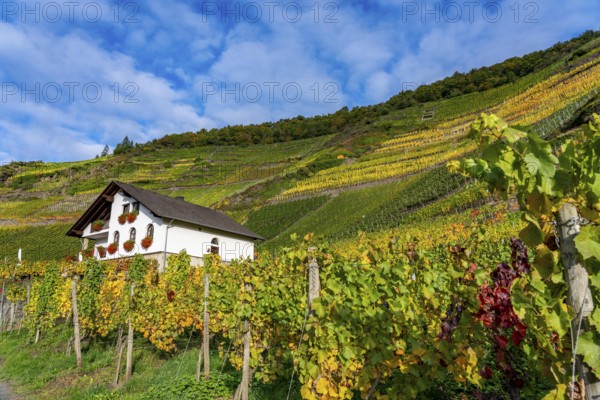 Vineyards in autumn in the middle Ahr valley, near Mayschoß, Mönchberger Hof winery, Rhineland-Palatinate