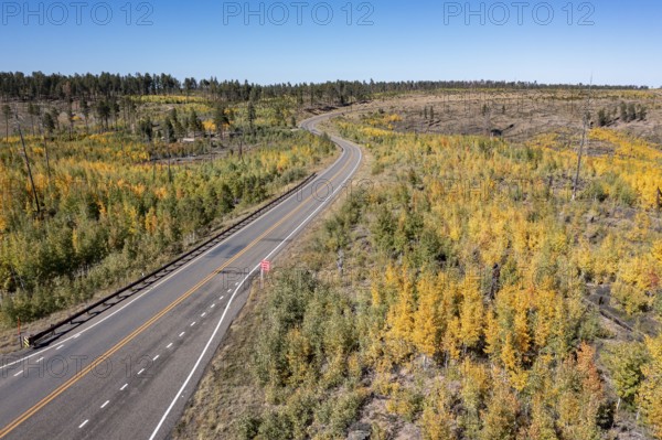 Jacob Lake, Arizona - Aspens show their brilliant fall colors as they revegetate the area burned by the Warm Fire in 2006. That wildfire burned 60, 000 acres north of the Grand Canyon in Kaibab National Forest