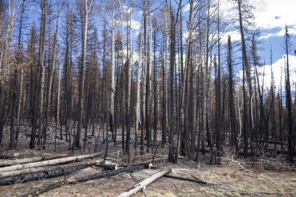 Jacob Lake, Arizona - Burned trees from the Dragon Bravo Fire. The wildfire burned 145, 000 acres on the north rim of the Grand Canyon and in Kaibab National Forest