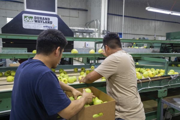 Berrien Springs, Michigan - Fresh apples are sorted and packed at Hildebrand Fruit Farms. Michigan is the second-largest grower of apples in the United States