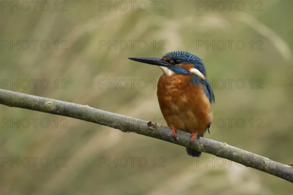 Common kingfisher (Alcedo atthis) adult male bird on a tree branch, England, United Kingdom