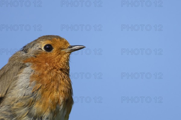 European robin (Erithacus rubecula) adult garden bird head portrait, England, United Kingdom