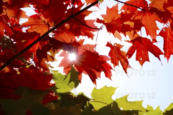 Autumn sun shining through the leaves of a maple tree, October, Germany