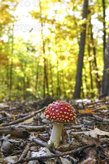 Fairytale toadstool, autumn, Germany
