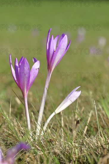 Autumn crocus (Colchicum autumnale), half-opened flowers in a meadow, endangered, protected poisonous plant species, native nature, wet meadow, autumn messenger, season, autumn, bulbous plant, poisonous plant, Wilnsdorf, North Rhine-Westphalia, Germany