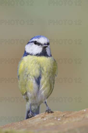Blue tit (Parus caeruleus), sitting on a stone on the forest floor, Wilnsdorf, North Rhine-Westphalia, Germany