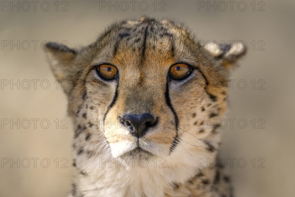 Cheetah (Acinonyx jubatus) at the Field Conservation Centre and Reserve of the Cheetah Conservation Fund (CCF), portrait, Elandsvreugde Farm, near Otjiwarongo, Otjozondjupa Region, Namibia