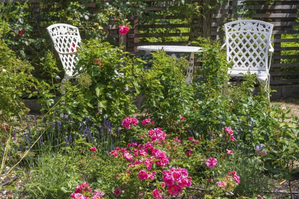 Sitting area in the garden, table and two garden chairs, framed by blooming roses, Westphalia, North Rhine-Westphalia, Germany