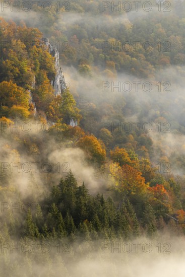 View from the Knopfmacherfelsen into the Danube valley, limestone rock, rock face, mixed forest, autumn colours, fog, autumn, Fridingen, Danube valley, Upper Danube nature park Park, Baden-Württemberg, Germany