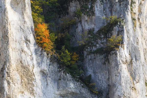 Rock face with mixed forest in autumn colours, limestone rock, autumn, Schaufelsen Donautal, Naturpark Obere Donau, Baden-Württemberg, Germany