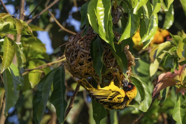 Village weaver (Ploceus cucullatus, Textor cucullatus) at the nest, also Textor weaver, Uganda