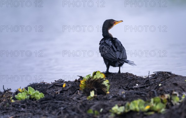 Reed Cormorant (Phalacrocorax africanus), juvenile bird on the shore, Mabamba Swamp, Lake Victoria, Uganda