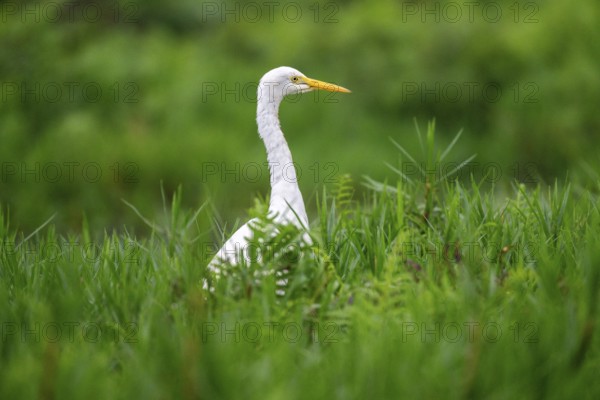 Great White Egret (Ardea alba), Mabamba Swamp, Lake Victoria, Uganda