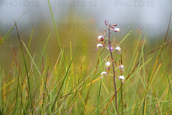 Orchid (Eulophia angolensis Rchb.f. Summerh.) in Mabamba Swamp, Lake Victoria, Uganda