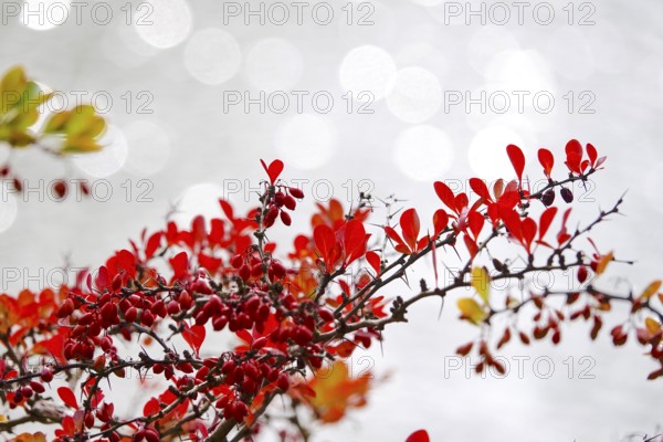 Barberry, autumn, Germany
