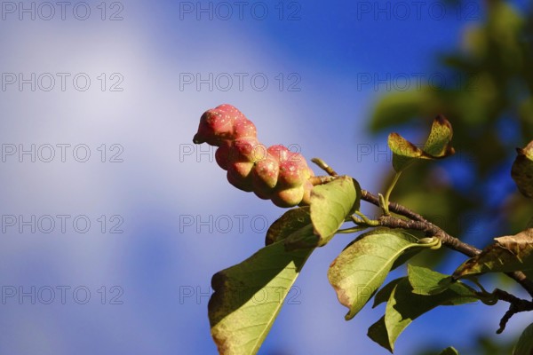Fruits of the magnolia, September, Germany