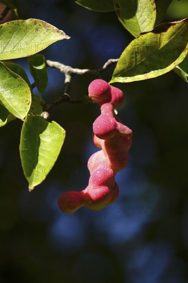 Fruits of the magnolia, September, Germany