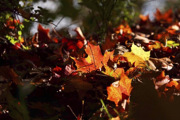 Golden October, autumn leaves, Germany