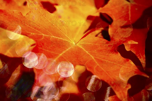 Autumn leaves with beautiful bokeh, October, Germany