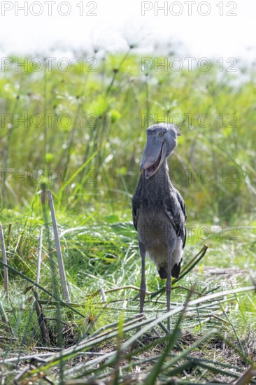 Shoebill (Balaeniceps rex) in the swamps of Mabamba between Papyrus, Lake Victoria, Uganda