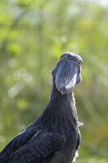 Shoebill (Balaeniceps rex) in the swamps of Mabamba, Lake Victoria, Uganda