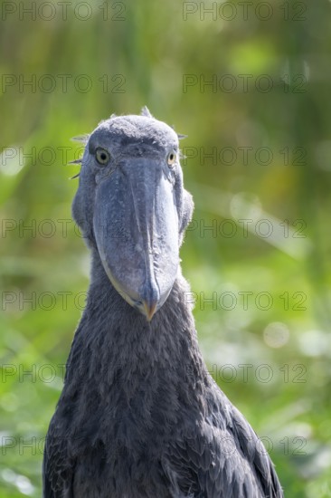 Animal portrait, Shoebill (Balaeniceps rex) in the swamps of Mabamba, Lake Victoria, Uganda