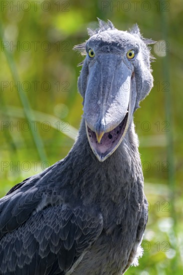 Funny animal portrait, shoebill (Balaeniceps rex) in the swamps of Mabamba, Lake Victoria, Uganda