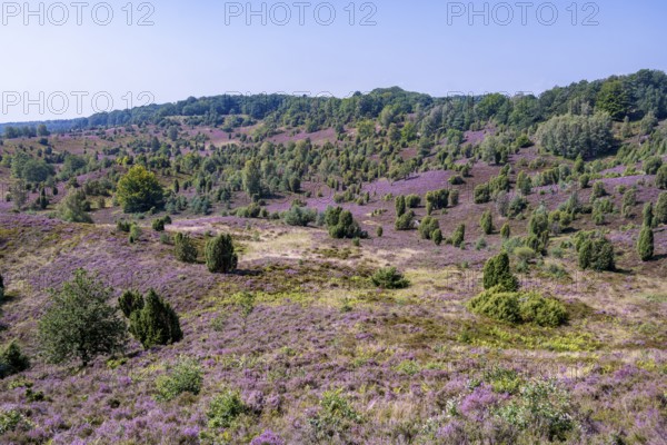 Purple flowering heath, broom heather and juniper bushes, in Totengrund, Wilsede, Lüneburg Heath nature reserve, Lower Saxony, Germany