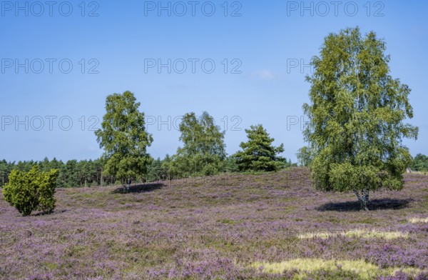Purple flowering heath, broom heather and juniper bushes, Wilsede, Lüneburg Heath nature reserve, Lower Saxony, Germany
