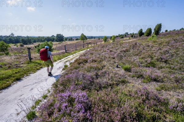 Hiker on a path through flowering heathland, heather and juniper bushes, Lüneburg Heath nature reserve, Lower Saxony, Germany