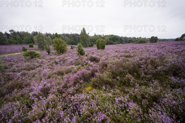 Purple flowering heath, broom heather and juniper bushes, Lüneburg Heath nature reserve, Lower Saxony, Germany