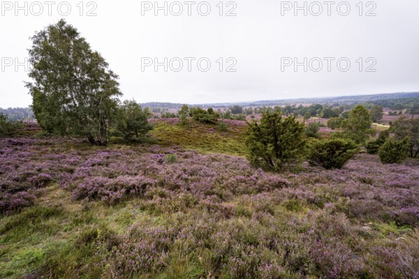 Purple flowering heath, broom heather and juniper bushes, Wilseder Berg, Lüneburg Heath nature reserve, Lower Saxony, Germany